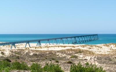 Escapade sensorielle au bassin d’arcachon, entre dunes, pins et huîtres
